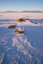 Vertical Sage Brush Frozen Ground Salt Flats Utah Desert Royalty Free Stock Photo