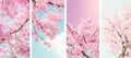 Vertical Sakura Flower Banners: White and Pink Blossoms Set for Stunning Spring Nature Backgrounds. Royalty Free Stock Photo