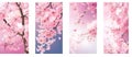 Vertical Sakura Flower Banners: White and Pink Blossoms Set for Stunning Spring Nature Backgrounds. Royalty Free Stock Photo