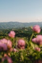 Vertical scene of vineyards in Austria, South Styria under sunlight with pink roses out of focus