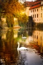 Vertical scenery autumn view of Vltava River with swans swimming by riverbank in Old Town Prague, Czech Republic. Travel and Royalty Free Stock Photo