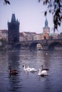 Vertical scenery view of Vltava River at twilight with swans swimming by riverbank, Charles Bridge across the river on background Royalty Free Stock Photo