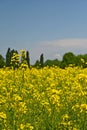 Vertical scenic shot of a field full of yellow flowers in Frankfurt, Germany Royalty Free Stock Photo