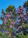 VERTICAL: Scenic shot of spruce tree canopy filled with gorgeous purple blossoms Royalty Free Stock Photo