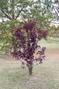 Vertical of a Schubert cherry with its purple red leaves