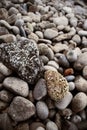 Vertical sea beach textured surface stones background Royalty Free Stock Photo