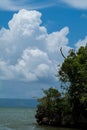 Vertical Seascape, White Clouds in the Sky, few Trees in foreground