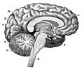 Vertical section of the brain through the two hemispheres.