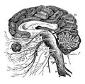 Vertical Section of the Brain, vintage illustration