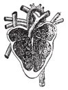Vertical section of the heart, vintage engraving