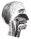 Vertical section of the mouth and pharynx, vintage engraving