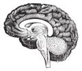 Vertical section of side view of a human brain vintage engraving