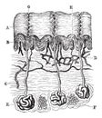 Vertical section of the skin of the hand, vintage engraving