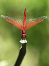 Vertical selective closeup shot of a red net-winged insect Royalty Free Stock Photo