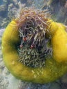 Vertical selective closeup shot of small clownfish in a brown and yellow coral reef Royalty Free Stock Photo