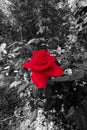 Vertical selective color of a red rose in the garden Royalty Free Stock Photo