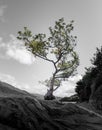 Vertical selective-color view of a lone tree in Firkin Point Royalty Free Stock Photo