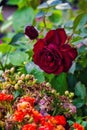 Vertical selective focus of a beautiful red rose in a garden Royalty Free Stock Photo