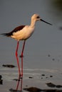 Vertical selective focus of a black-winged stilt hunting for food in the Philippines