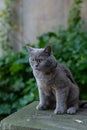 Vertical selective focus closeup of a British Short-haired grey cat