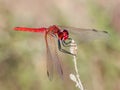 Vertical selective focus closeup of a dragonfly in their natural environment