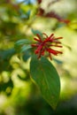 Vertical selective focus closeup of a firebush flower plant Royalty Free Stock Photo