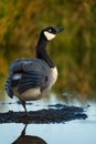 Vertical selective focus closeup of a goose standing on one leg to thermoregulate in the outdoors Royalty Free Stock Photo