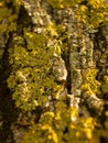 Verticalselective focus closeup of growing Xanthoria fungi on the tree bark