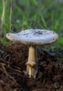 Vertical selective focus closeup of mushrooms in their natural environmentn Royalty Free Stock Photo