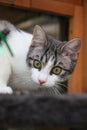 Vertical selective focus closeup shot of a cat looking alert
