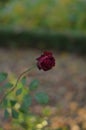 Vertical selective focus closeup shot of a single dark red rose standing in a garden Royalty Free Stock Photo