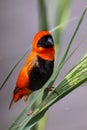 Vertical selective focus of a Fiery Velvet Weaver perched on a tree branch on a blurred background