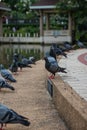 Vertical selective focus of a group of Pigeons at the park in Bangkok, with blurred background