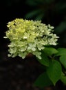 Vertical selective focus High angle closeup of yellow Peegee hydrangea Royalty Free Stock Photo