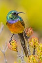 Vertical selective focus of an Olive-bellied nectar bird perched on a flower on a blurred background Royalty Free Stock Photo