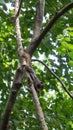 Vertical selective focus of a plantain squirrel eating a nut while stretching on the tree branch Royalty Free Stock Photo