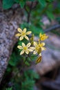 Vertical selective focus of prettyface (Triteleia ixioides) flowers