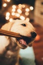 Vertical selective focus shot of an adorable labrador retriever biting wood sticks