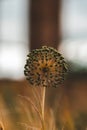 Vertical selective focus shot of an allium flower Royalty Free Stock Photo