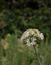 Vertical selective focus shot of Allium tuberosum flowers in a garden during the daytime Royalty Free Stock Photo