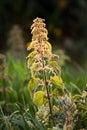 Vertical selective focus shot of a Backlit Stinging Nettle branch under the sunlight