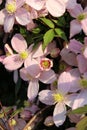 Vertical selective focus shot of beautiful clematis Montana flowers with a blurred background Royalty Free Stock Photo