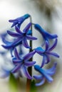 Vertical selective focus shot of a beautiful Hyacinthus flowering plant Royalty Free Stock Photo