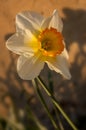 Vertical selective focus shot of a beautiful Narcissus flower under the sunlight