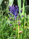 Vertical selective focus shot of a beautiful Tassel Grape Hyacinth flower Royalty Free Stock Photo