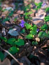 Vertical selective focus shot of a beautiful violet growing on the soil