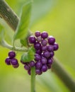 Vertical selective focus shot of beautyberries Royalty Free Stock Photo