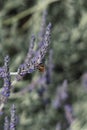 Vertical selective focus shot of a bee sitting on a beautiful lavender plant Royalty Free Stock Photo