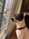 Vertical selective focus shot of a black and white toy fox terrier dog sitting by the window Royalty Free Stock Photo