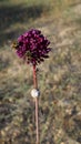 Vertical selective focus shot of a blooming Allium curtum Royalty Free Stock Photo